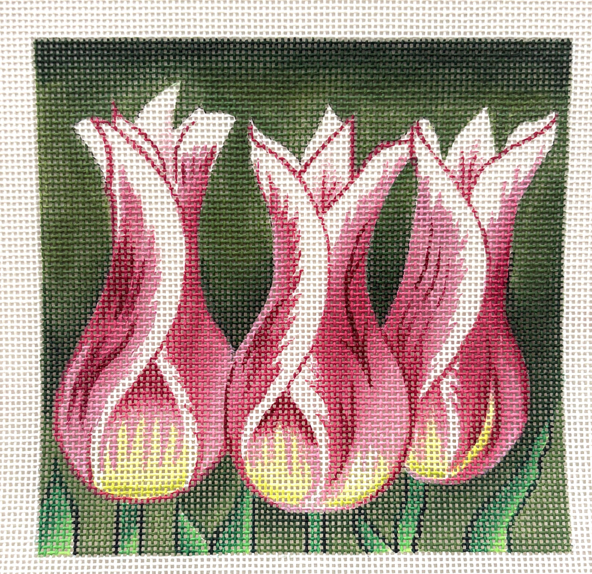 Tulips-18M